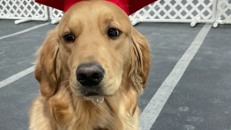Vuolo, a comfort dog for the Adventures Program